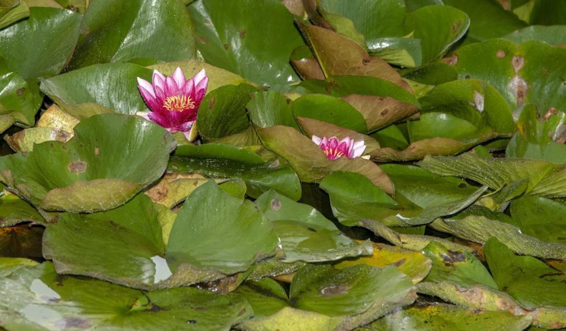 Vila Brivdienu Maja Amatnieki Kuldīga Exteriér fotografie